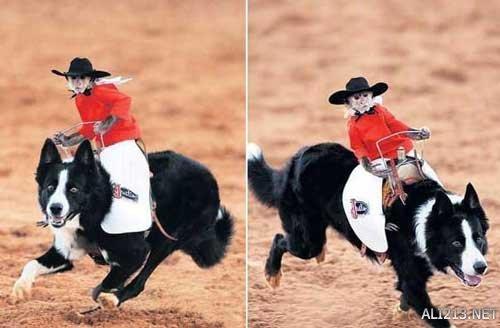 动物的绝招有哪些，动物有哪些过冬的绝招（全球35只身怀绝技的天才小动物）