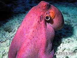 动物的绝招有哪些，动物有哪些过冬的绝招（全球35只身怀绝技的天才小动物）