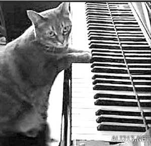 动物的绝招有哪些，动物有哪些过冬的绝招（全球35只身怀绝技的天才小动物）