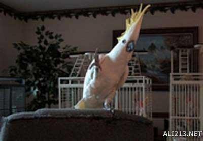 动物的绝招有哪些，动物有哪些过冬的绝招（全球35只身怀绝技的天才小动物）