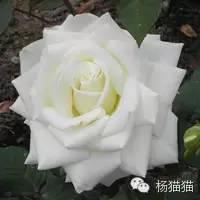 香槟玫瑰寓意和花语，白色香槟玫瑰花语（玫瑰花花语）