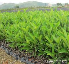 冬青卫矛和冬青的区别，冬青卫矛和冬青的区别是什么（冬青<黄杨>品种这么多）