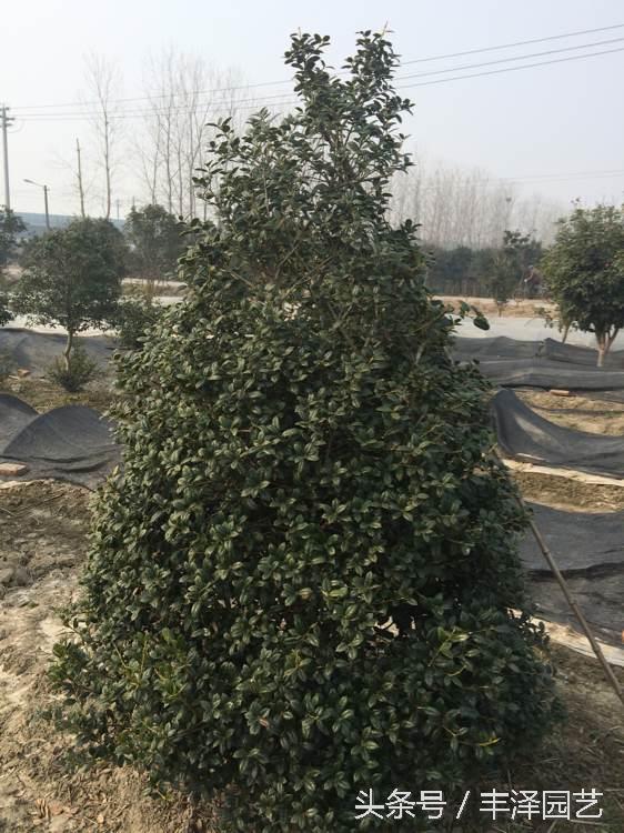 冬青卫矛和冬青的区别，冬青卫矛和冬青的区别是什么（冬青<黄杨>品种这么多）