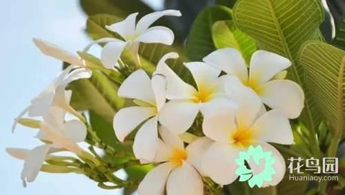 黄金螺（黄金螺旋线，植物身上隐藏着的数学奥秘！（关于黄金螺旋线的资料）