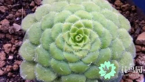 黄金螺（黄金螺旋线，植物身上隐藏着的数学奥秘！（关于黄金螺旋线的资料）