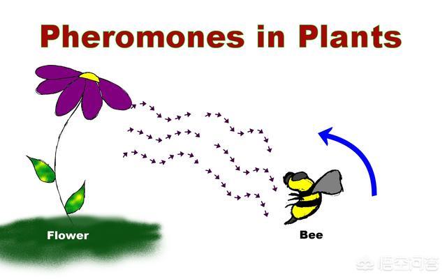 Pheromones费洛蒙网名，Pheromones费洛蒙微信昵称（为什么有些女生会有“体香”）