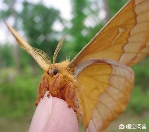 Pheromones费洛蒙网名，Pheromones费洛蒙微信昵称（为什么有些女生会有“体香”）