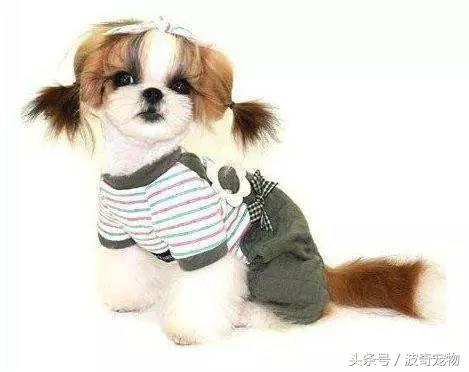 中国10大名狗，名犬狗狗排名榜（带你走进狗狗的世界）