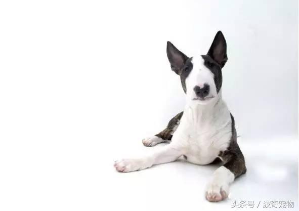 中国10大名狗，名犬狗狗排名榜（带你走进狗狗的世界）