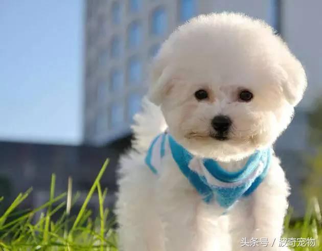 中国10大名狗，名犬狗狗排名榜（带你走进狗狗的世界）
