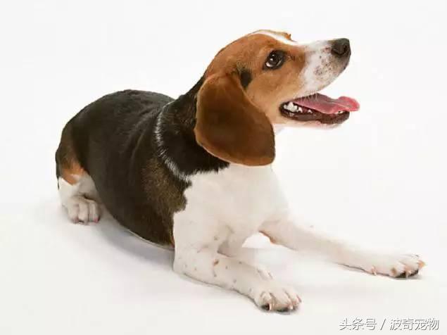 10大優秀犬種,狗的種類小型(帶你走進狗狗的世界)