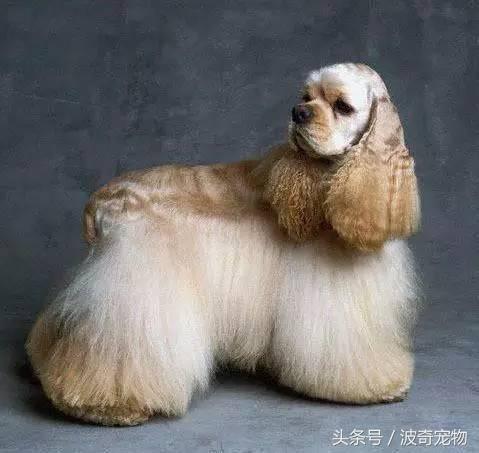 中国10大名狗，名犬狗狗排名榜（带你走进狗狗的世界）