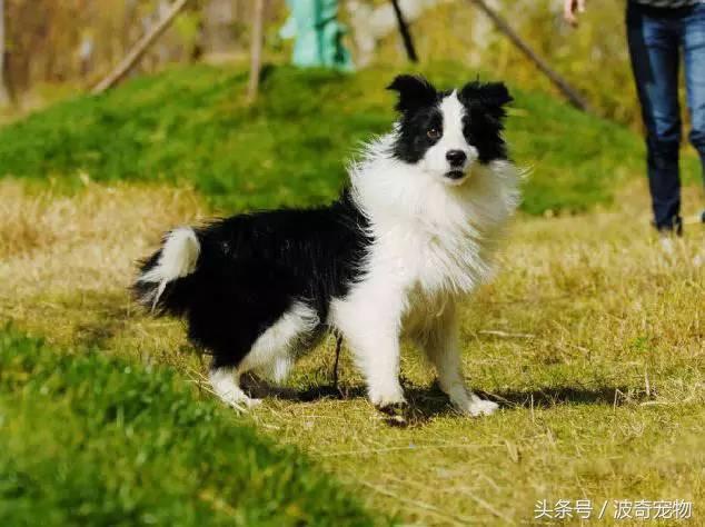 中国10大名狗，名犬狗狗排名榜（带你走进狗狗的世界）