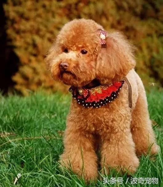 中国10大名狗，名犬狗狗排名榜（带你走进狗狗的世界）