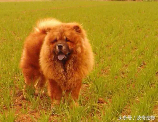 中国10大名狗，名犬狗狗排名榜（带你走进狗狗的世界）