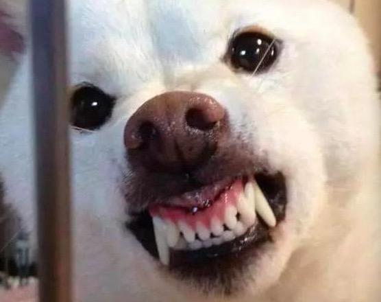 边境梗为什么禁养，边境梗是不是边牧（对小孩“最不友善”的7种狗狗）