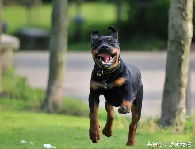中国10大名狗，名犬狗狗排名榜（带你走进狗狗的世界）