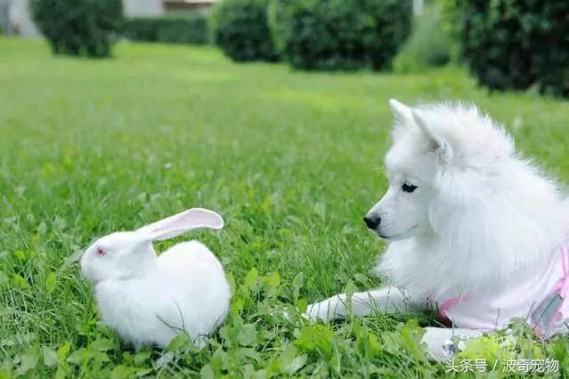 中国10大名狗，名犬狗狗排名榜（带你走进狗狗的世界）