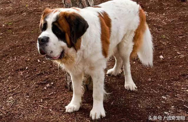 中国10大名狗，名犬狗狗排名榜（带你走进狗狗的世界）