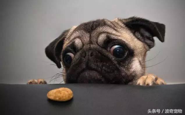 中国10大名狗，名犬狗狗排名榜（带你走进狗狗的世界）