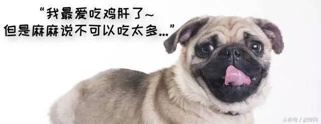 除了狗粮小狗还能吃什么，狗狗可以吃的东西还有很多