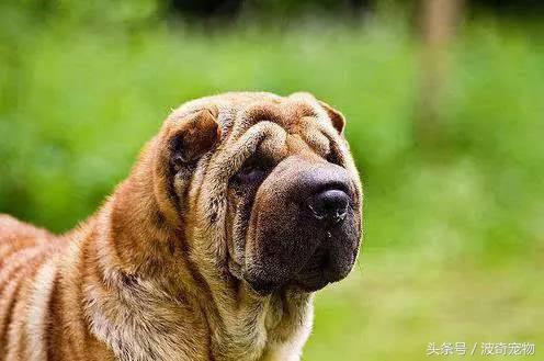 中国10大名狗，名犬狗狗排名榜（带你走进狗狗的世界）