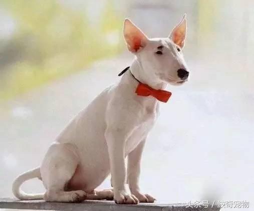 中国10大名狗，名犬狗狗排名榜（带你走进狗狗的世界）