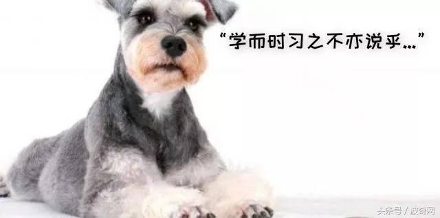 除了狗粮小狗还能吃什么，狗狗可以吃的东西还有很多