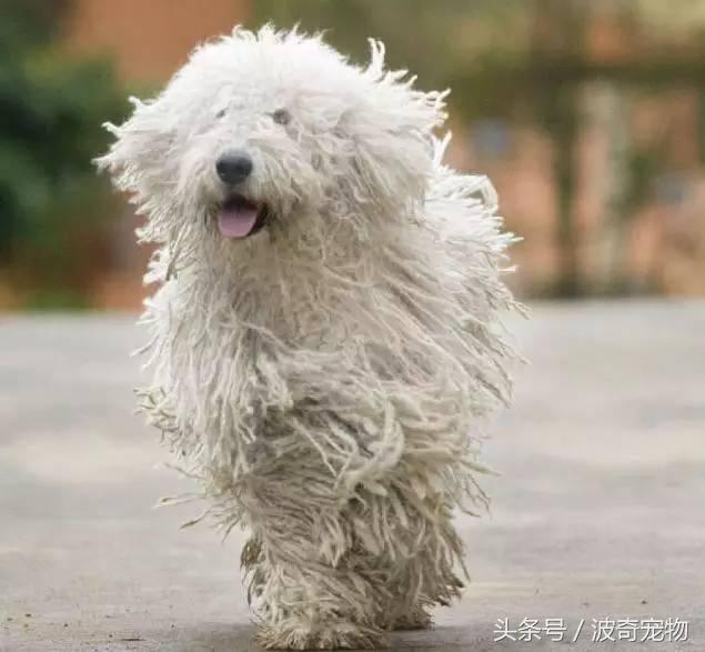 中国10大名狗，名犬狗狗排名榜（带你走进狗狗的世界）