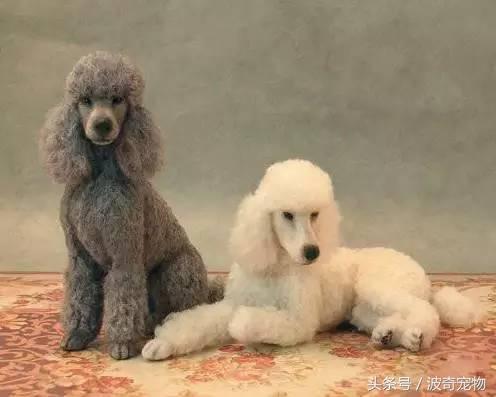 中国10大名狗，名犬狗狗排名榜（带你走进狗狗的世界）