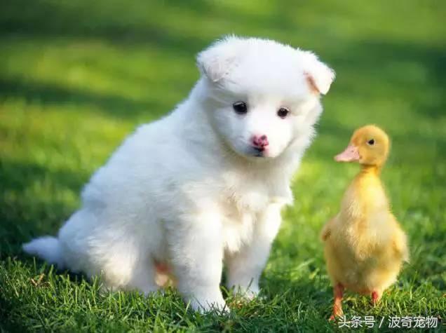 中国10大名狗，名犬狗狗排名榜（带你走进狗狗的世界）