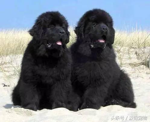 中国10大名狗，名犬狗狗排名榜（带你走进狗狗的世界）