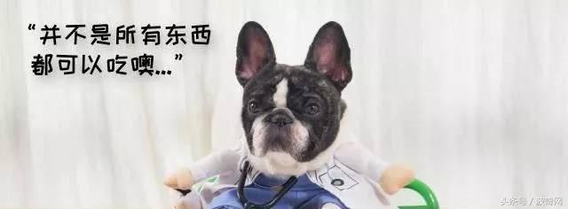 除了狗粮小狗还能吃什么，狗狗可以吃的东西还有很多