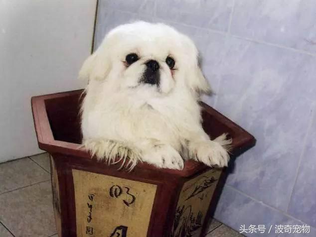 中国10大名狗，名犬狗狗排名榜（带你走进狗狗的世界）