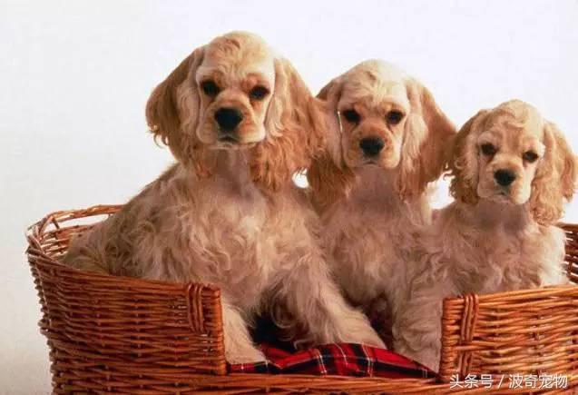 中国10大名狗，名犬狗狗排名榜（带你走进狗狗的世界）