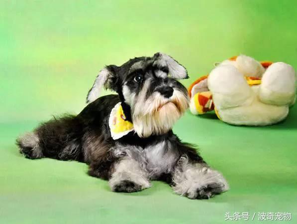 中国10大名狗，名犬狗狗排名榜（带你走进狗狗的世界）