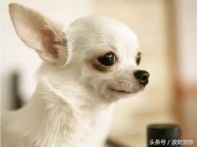 中国10大名狗，名犬狗狗排名榜（带你走进狗狗的世界）
