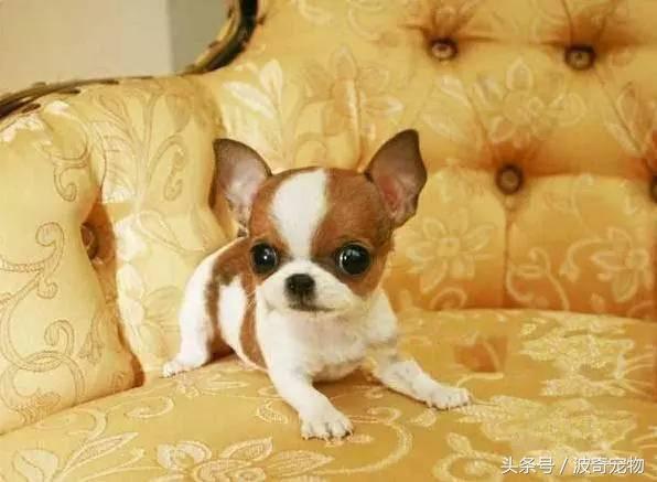 中国10大名狗，名犬狗狗排名榜（带你走进狗狗的世界）
