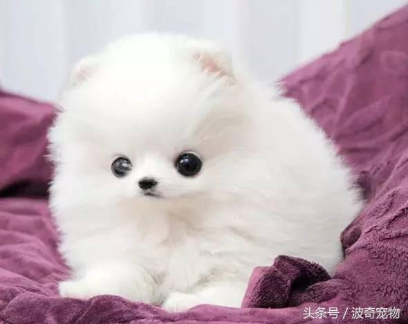 中国10大名狗，名犬狗狗排名榜（带你走进狗狗的世界）