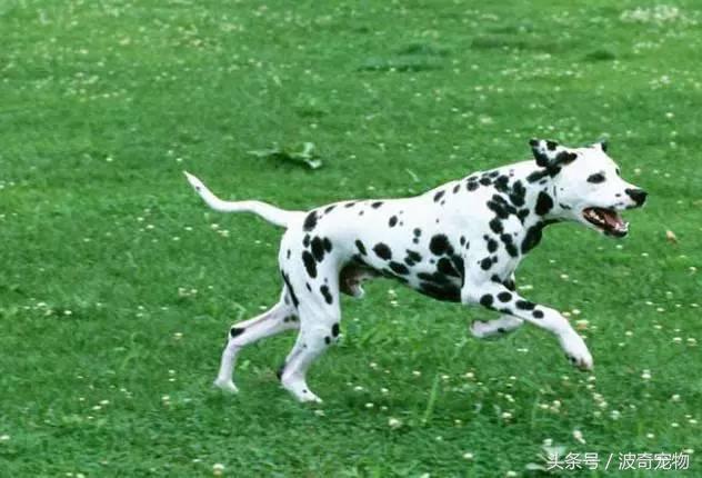 中国10大名狗，名犬狗狗排名榜（带你走进狗狗的世界）