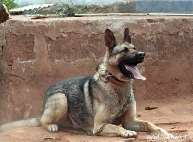 中国10大名狗，名犬狗狗排名榜（带你走进狗狗的世界）