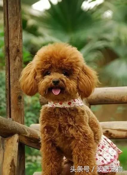 中国10大名狗，名犬狗狗排名榜（带你走进狗狗的世界）