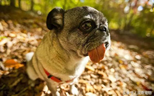 中国10大名狗，名犬狗狗排名榜（带你走进狗狗的世界）