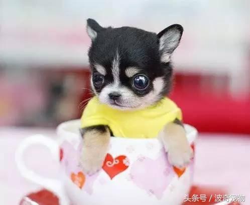中国10大名狗，名犬狗狗排名榜（带你走进狗狗的世界）