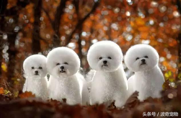 中国10大名狗，名犬狗狗排名榜（带你走进狗狗的世界）