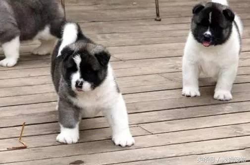 中国10大名狗，名犬狗狗排名榜（带你走进狗狗的世界）