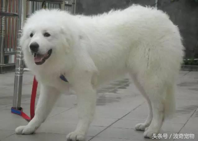 中国10大名狗，名犬狗狗排名榜（带你走进狗狗的世界）