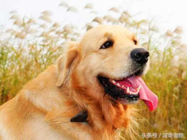 中国10大名狗，名犬狗狗排名榜（带你走进狗狗的世界）