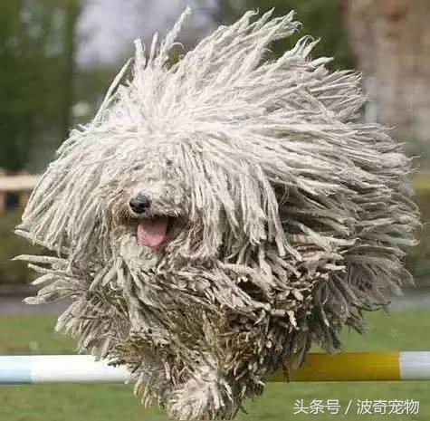 中国10大名狗，名犬狗狗排名榜（带你走进狗狗的世界）