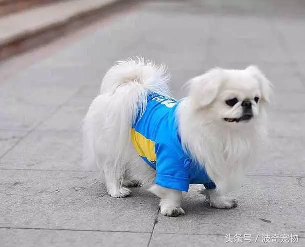 中国10大名狗，名犬狗狗排名榜（带你走进狗狗的世界）